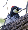 Acorn Woodpecker Female